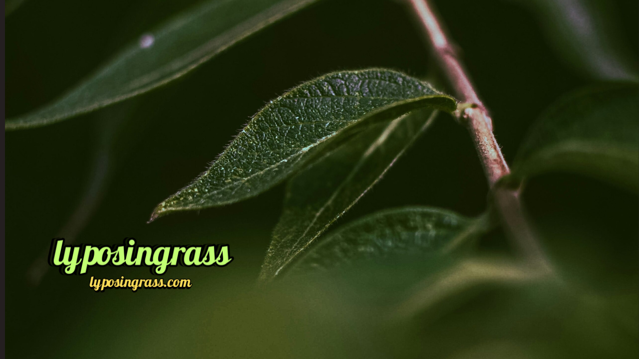 lyposingrass